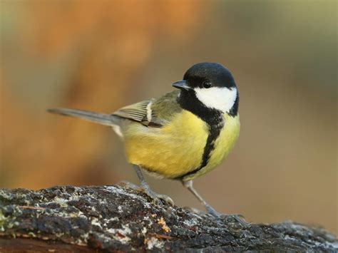 cole tits|Coal Tit or Great Tit: How to Tell Them Apart